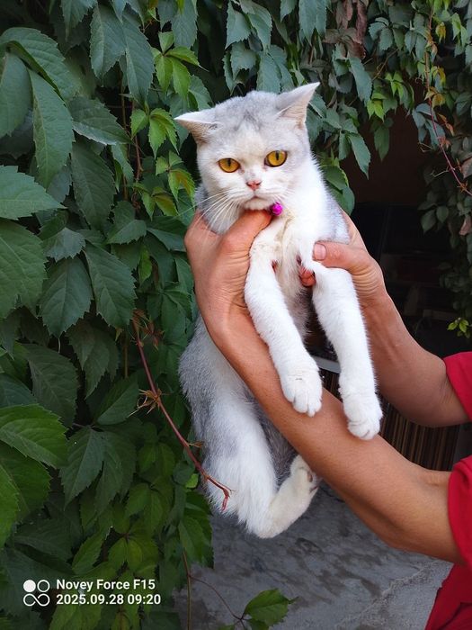Mehribon ona mushuk sotiladi aqli