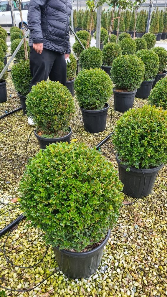 Buxus cryptomeria japonica