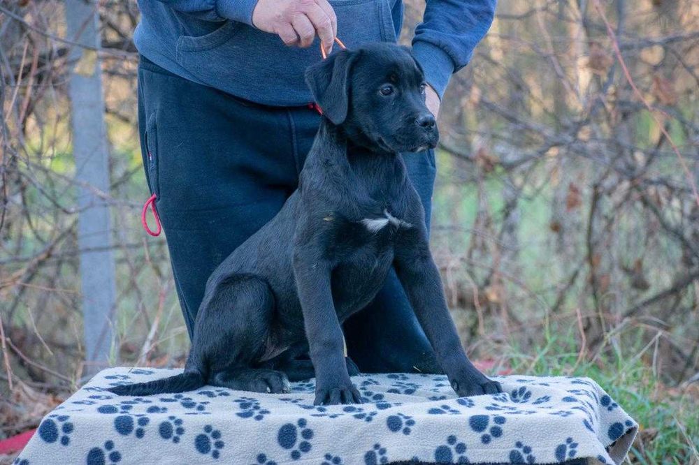 Cane corso femela 4 luni