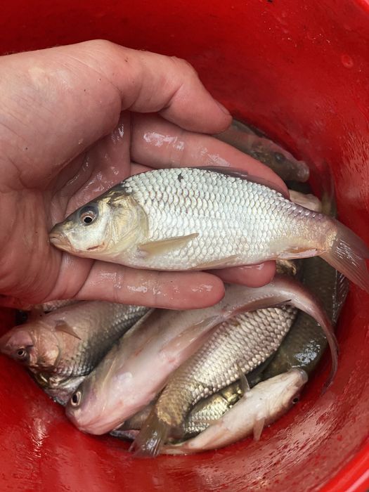 Puiet pește, puiet crap