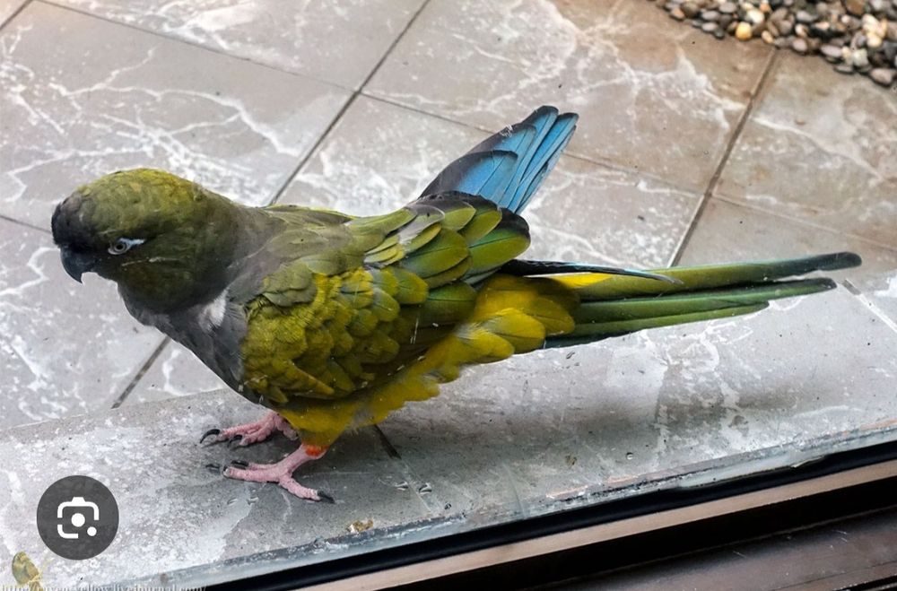 Скалистые ары или Патагонские молодая пара  ары