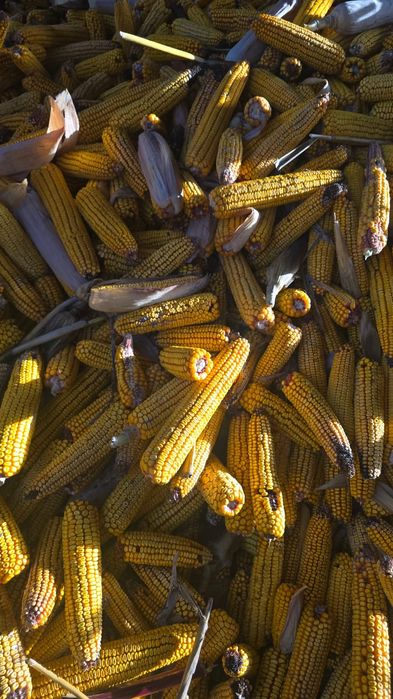 Vând porumb știulete