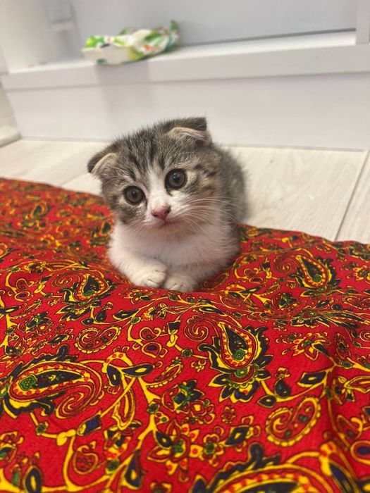 Котенок веслоухий