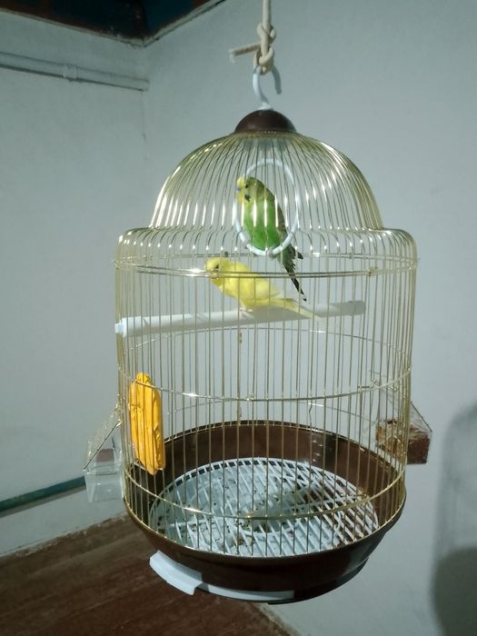 папугай бир пара