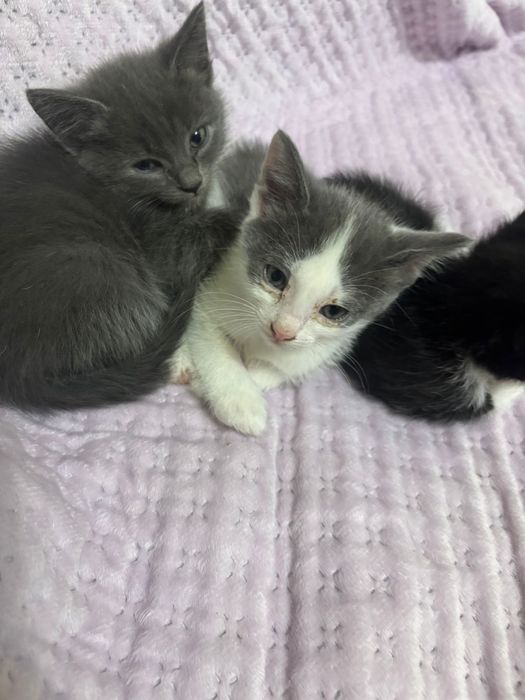Отдам котят срочно связи с переездом