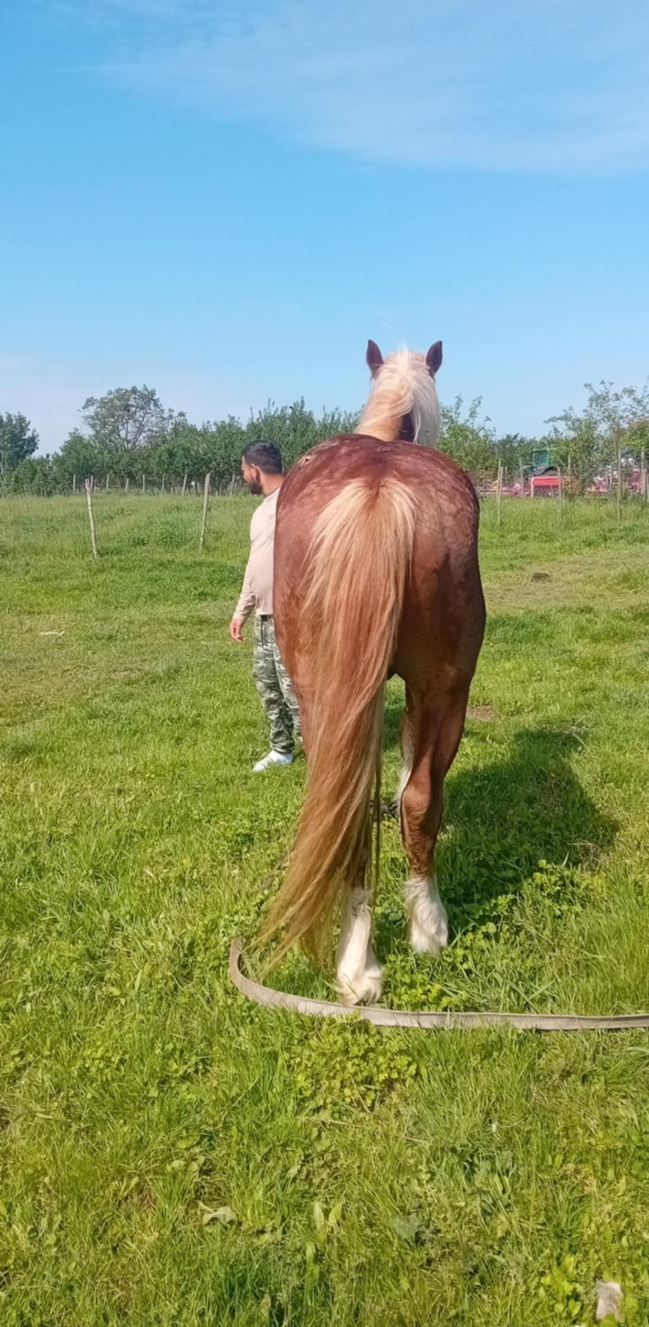 Mînz de un an si şase luni