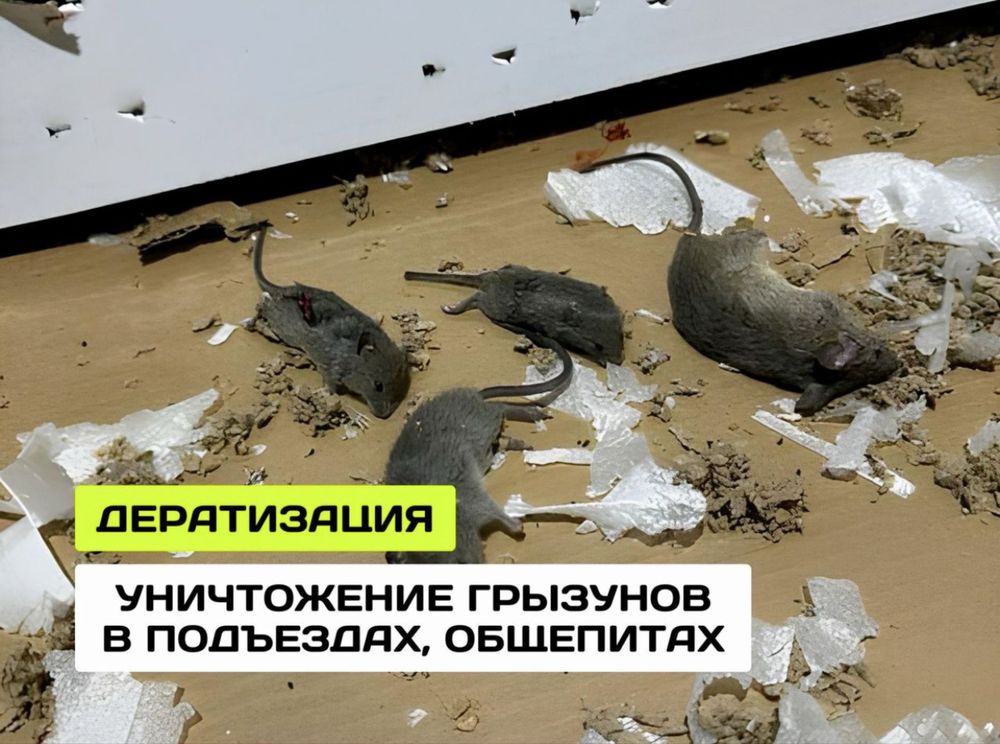 Дезинфекция в городе Шымкент клопов Тараканов жук короед мышей