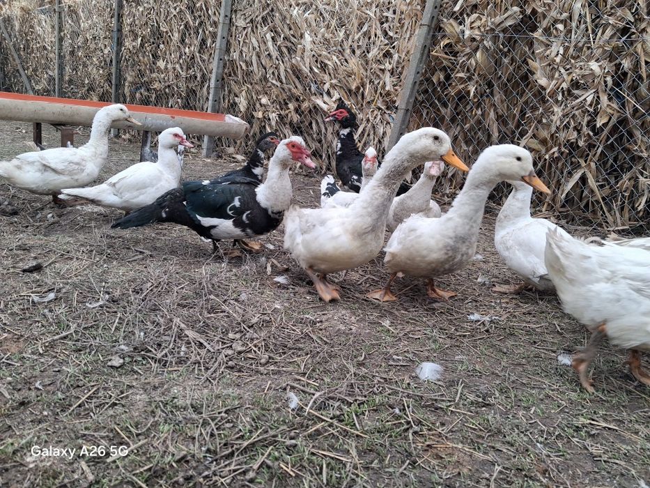 Vând Rațe leșești