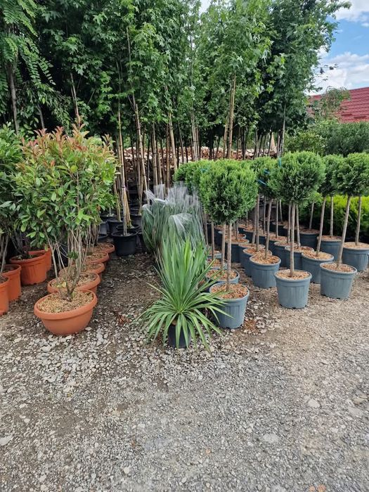 Plante Decorative Lylandii Tuia