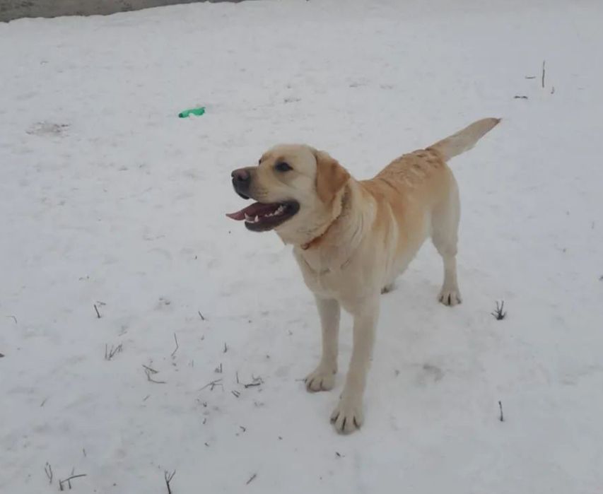 Вязка Лабрадор ретривер