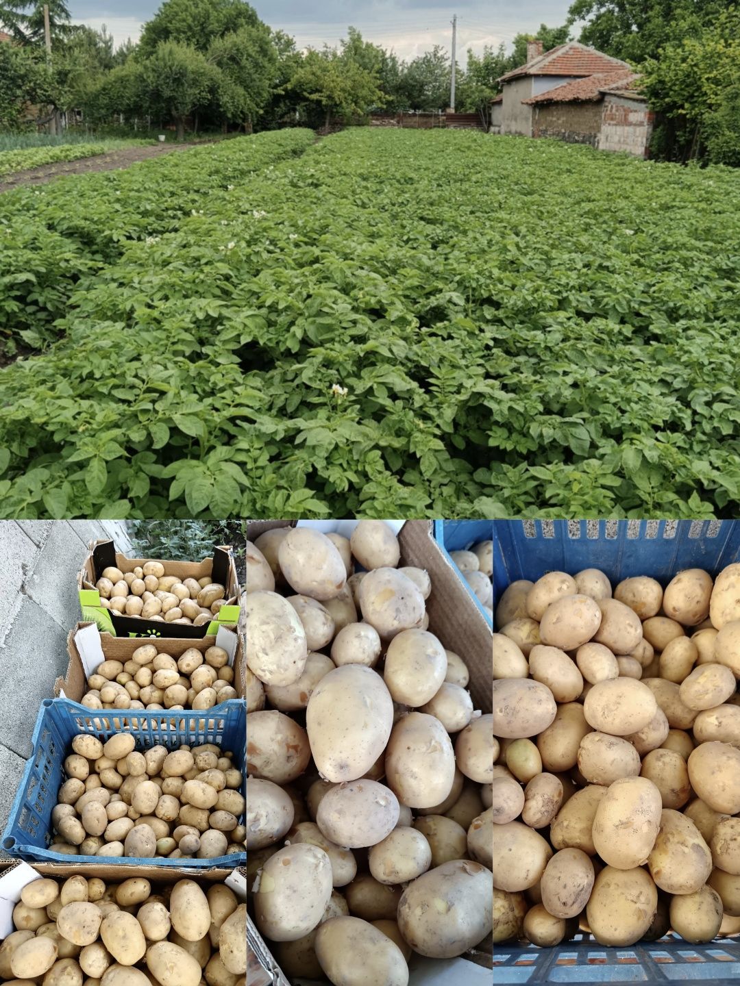 Пресни картофи СОРАЯ