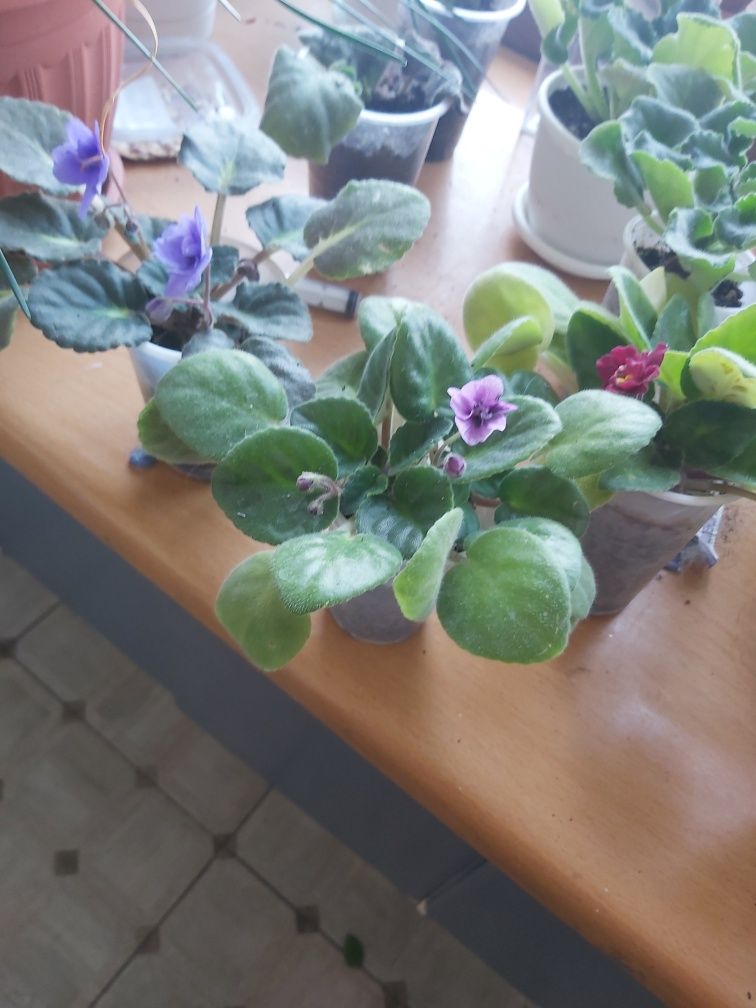 Продам фиалки молодые