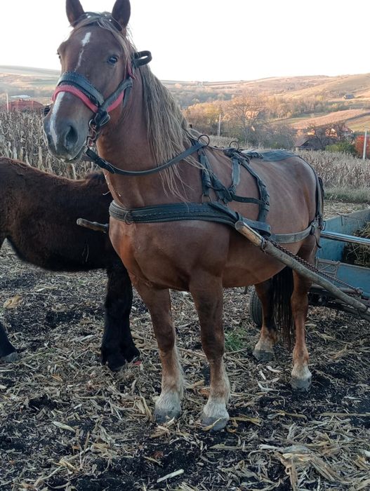 Iapa de 8 ani de vânzare