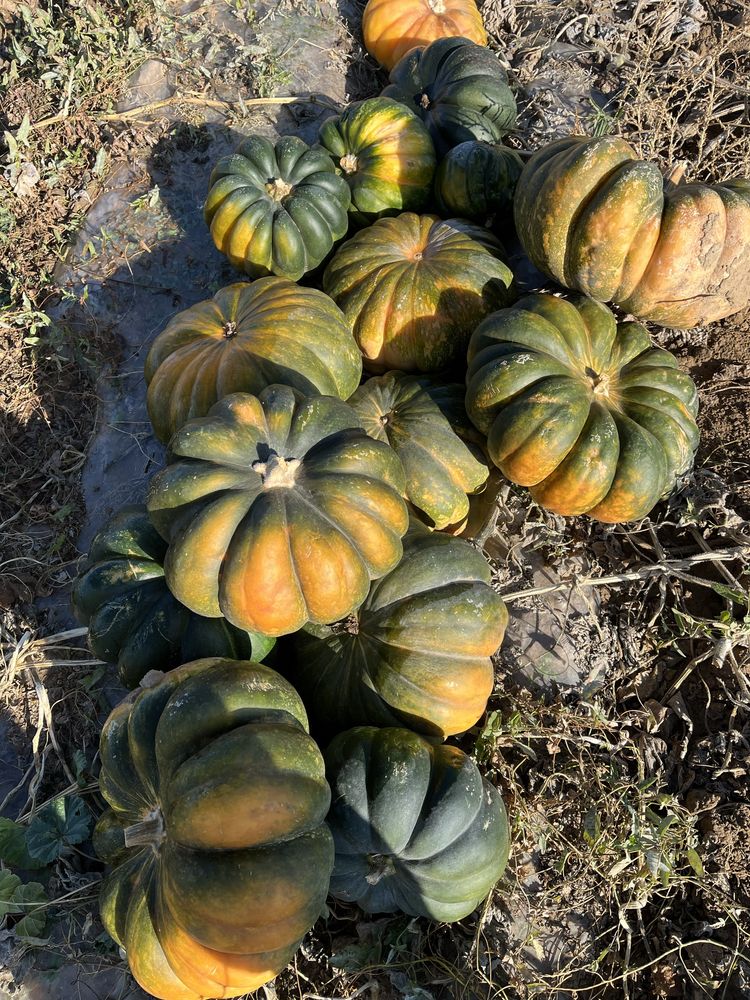 Продам кормовую тыкву для скота