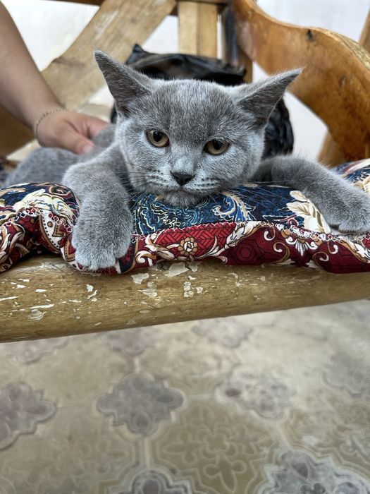 Прадется киса 450