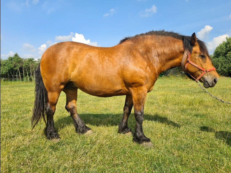 Iapă de vânzare Radauti
