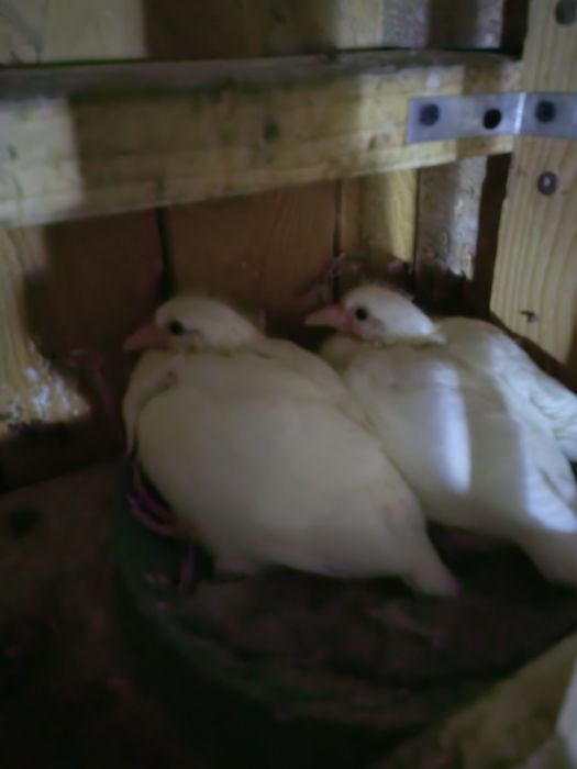 Porumbei voiajori sport