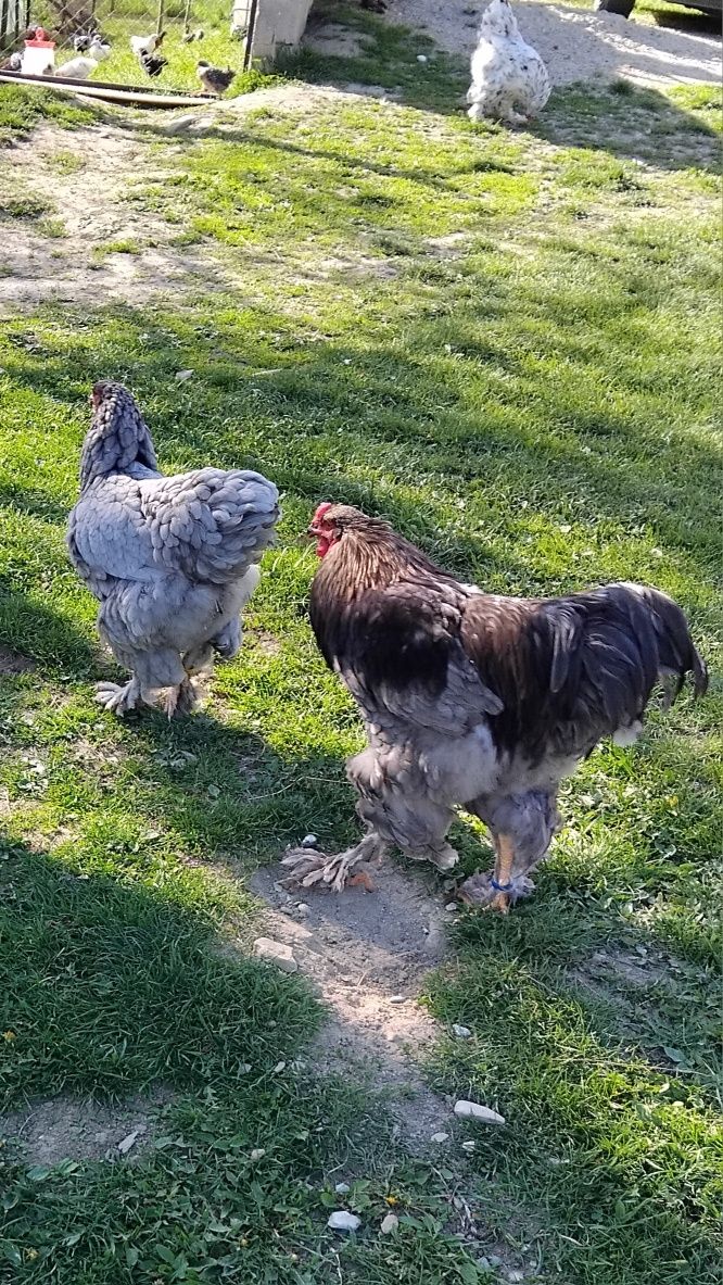 Vând familie brahma albastru 4 gaini și un cocoș,și 2 albe din imagin