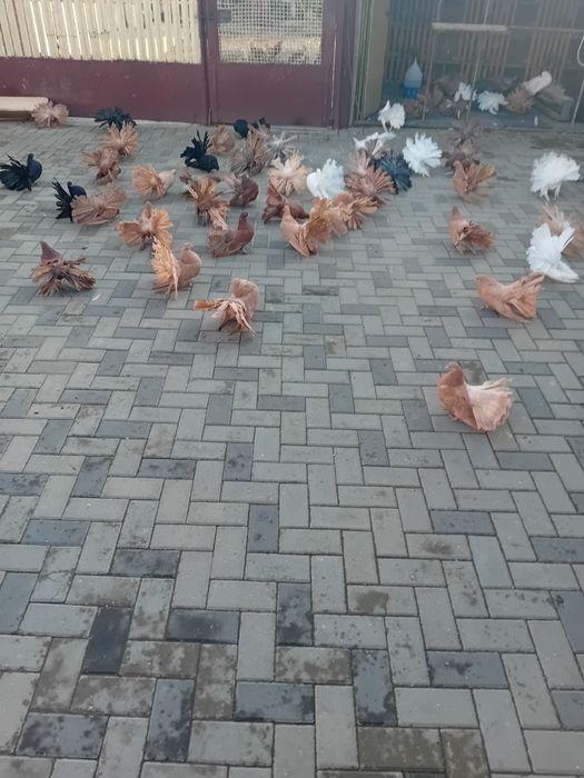 Vind porumbei rotati diferite culori.