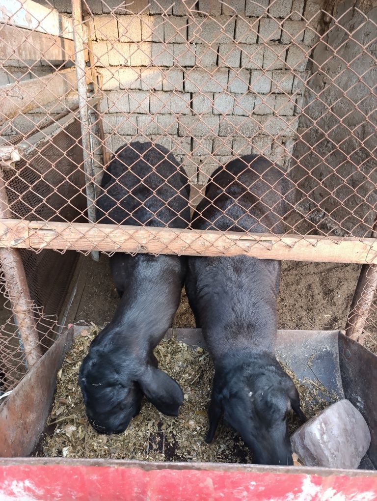 Tez qo'yla sotiladi 4 dona