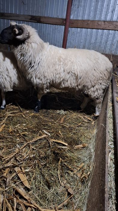 De vânzare virsta 1.5 luni