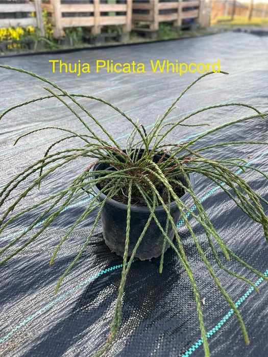 Producator din Mures producem ienupar, euonymus, pinus, taxus, tuia