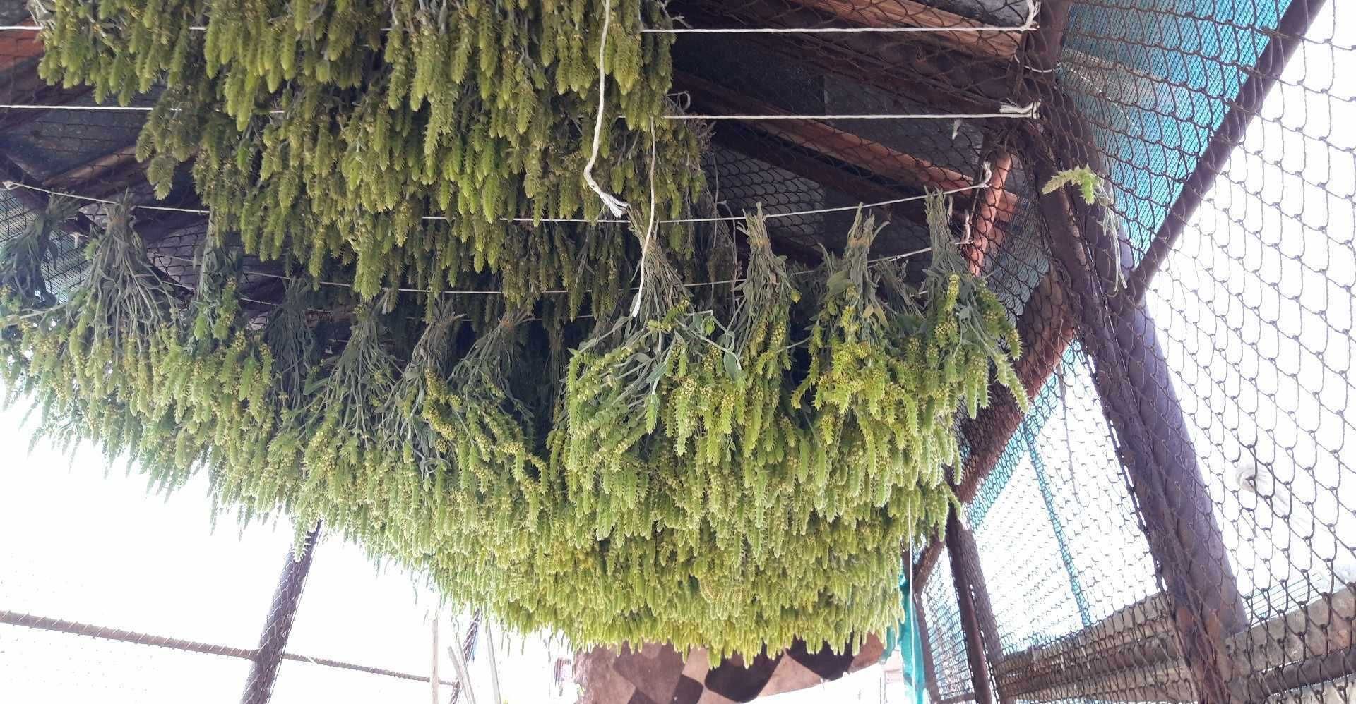 Мурсалски чай. Sideritis scardica