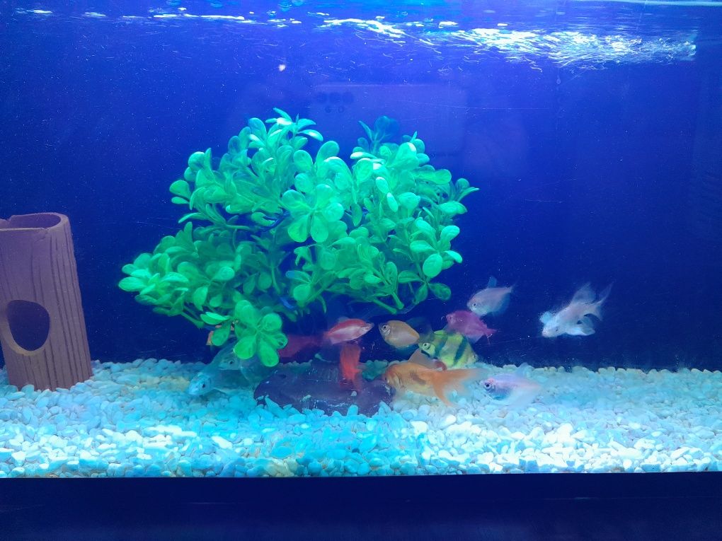 Akvarium baliqlari bilan
