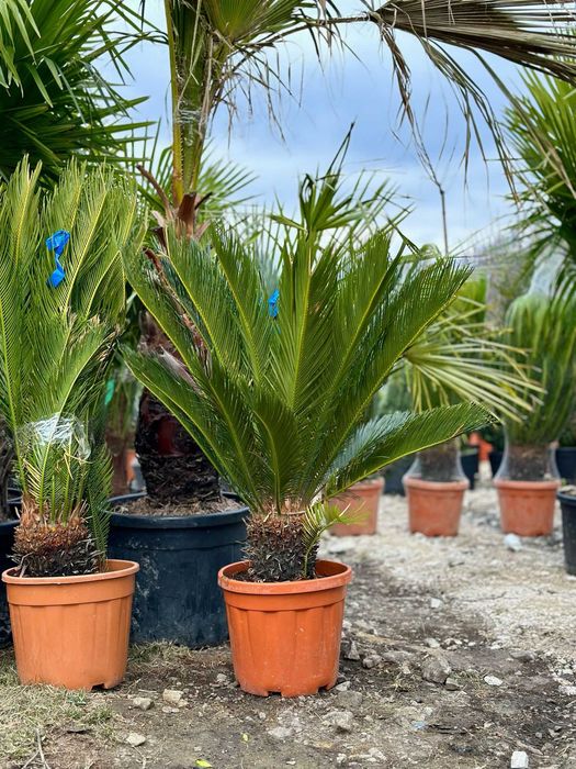 Plante ornamentale care aduc stil și naturalețe grădinii