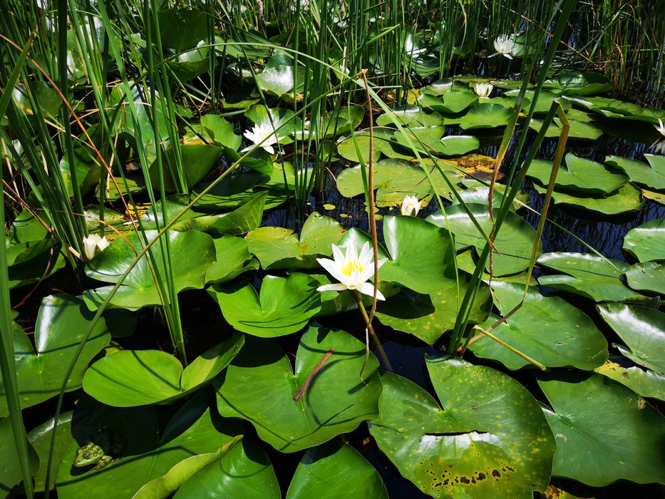 Excursii Delta Dunarii