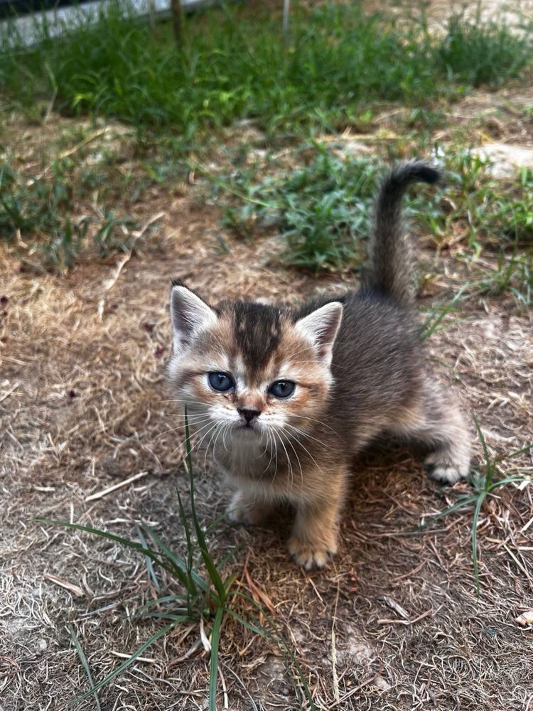 Котята скотиш фолд и скотиш страйт. От породистых родителей.