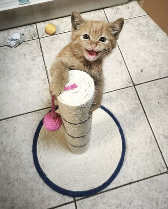 Рижо коте, мъжко