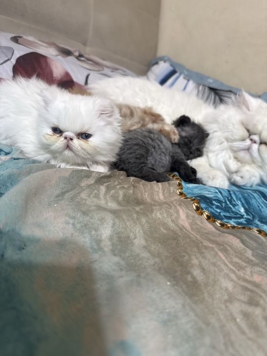 Pui pisică persană