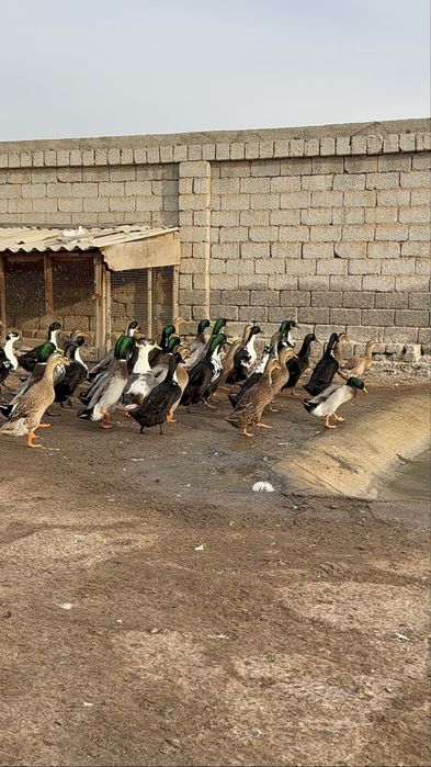 Бегунок утки ordak урдак сотилади