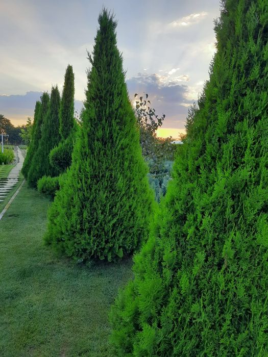 Tuia, plante ornamentale, preț de producător
