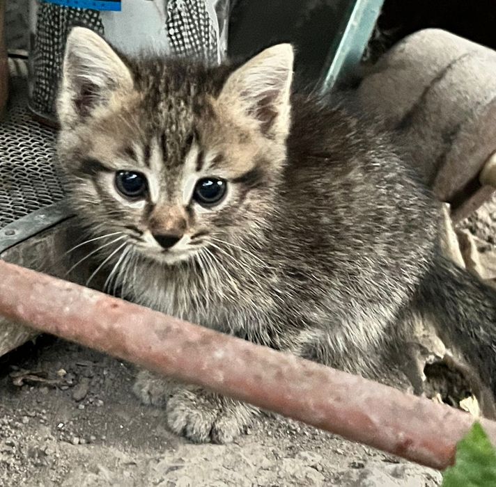 Отдам котят, в добрые руки.