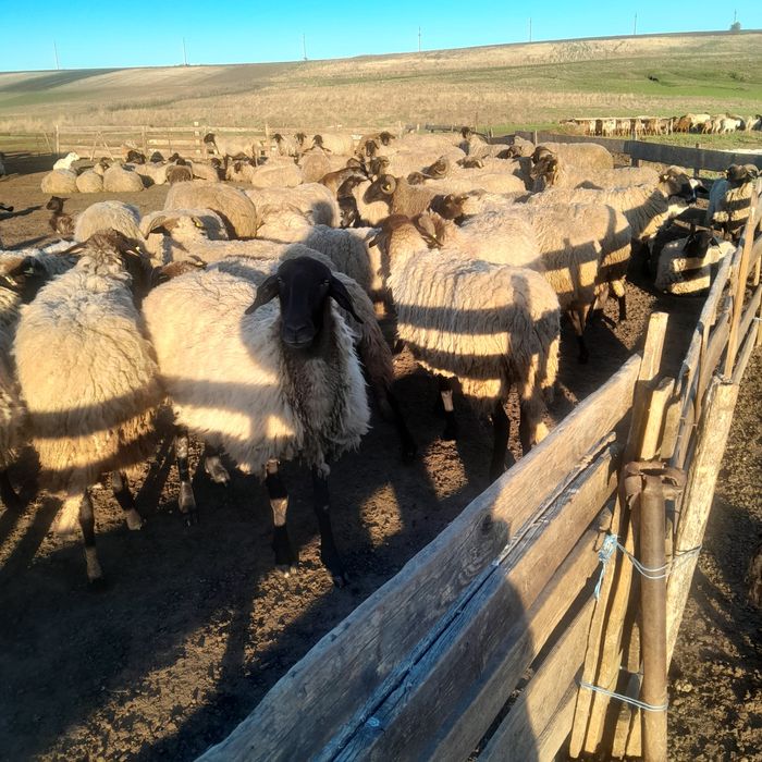 Vând 80 de oii carabase de teleorman