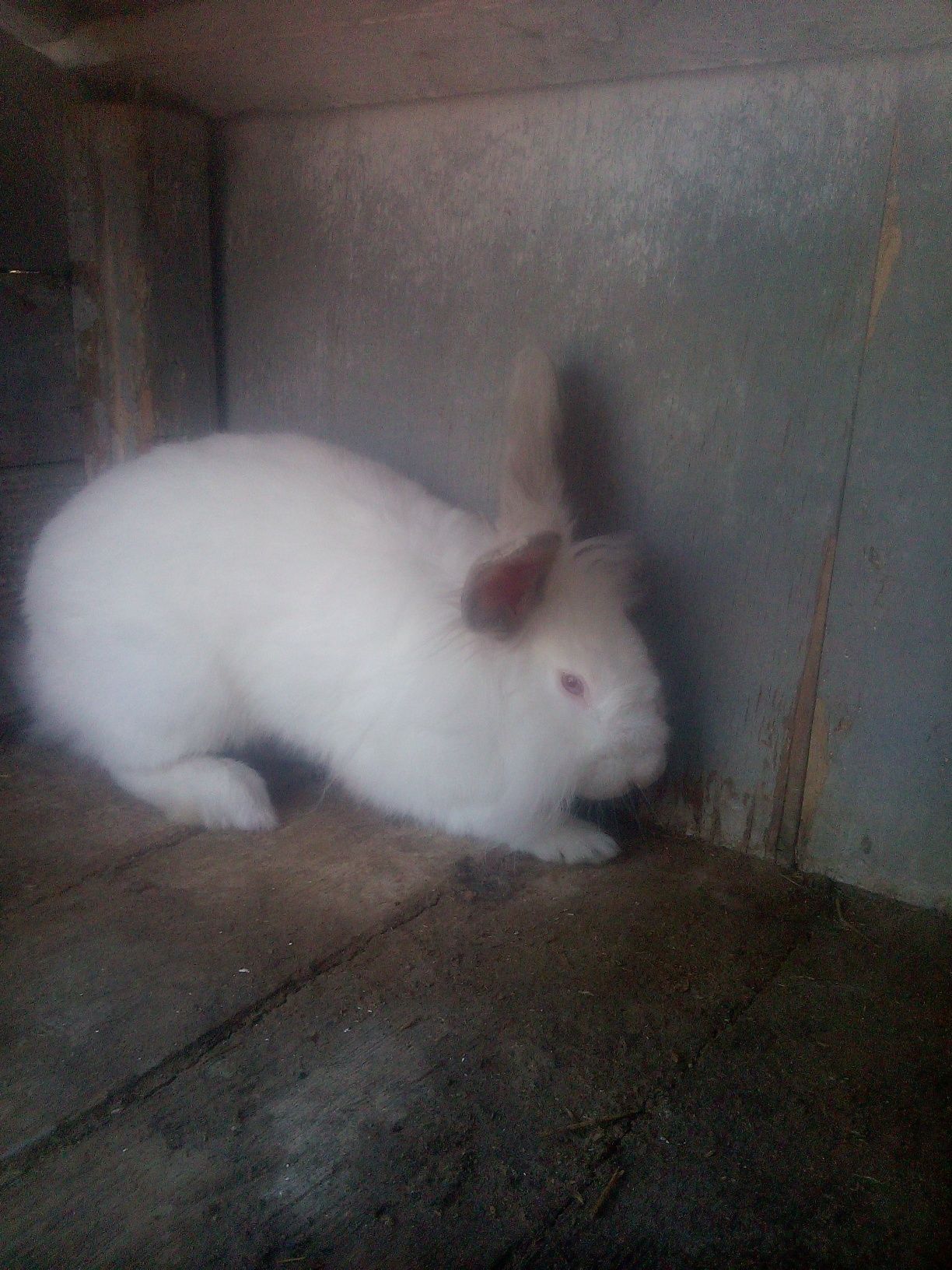 Iepuri Angora be companie