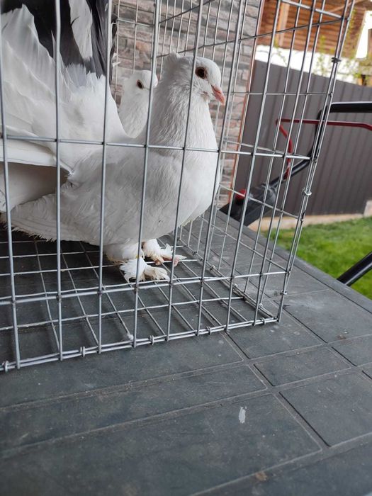 Porumbei voltati indieni