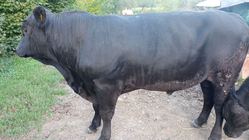 Taur angus pentru reproducție