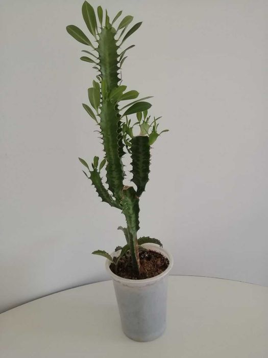 Эурфобия молочай трехгранный,  каланхое цветущий