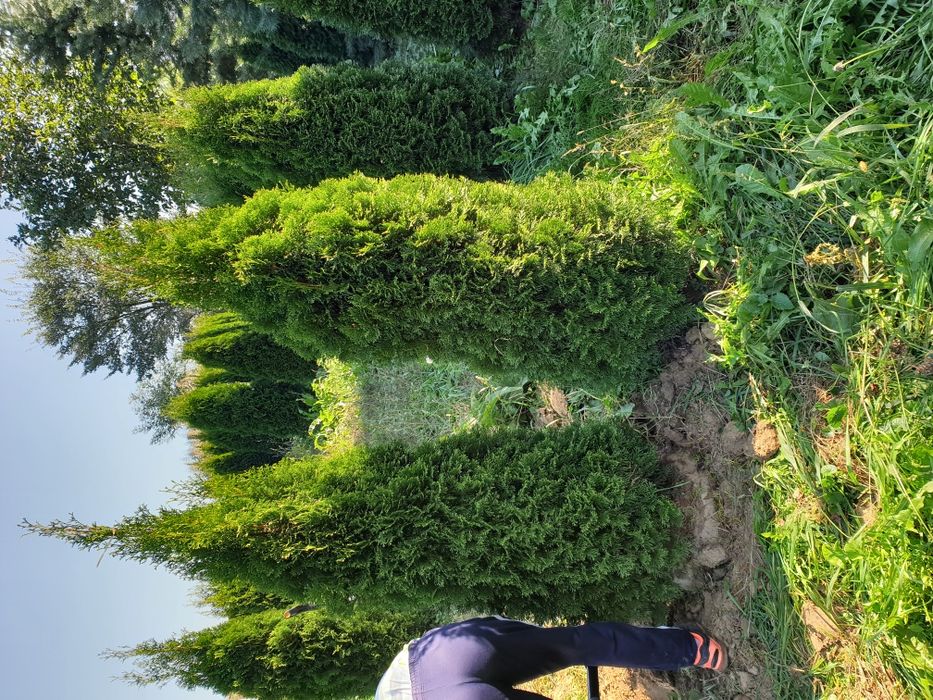 Tuia, brad, mesteacăn, tei, platan, magnolie si multe altele