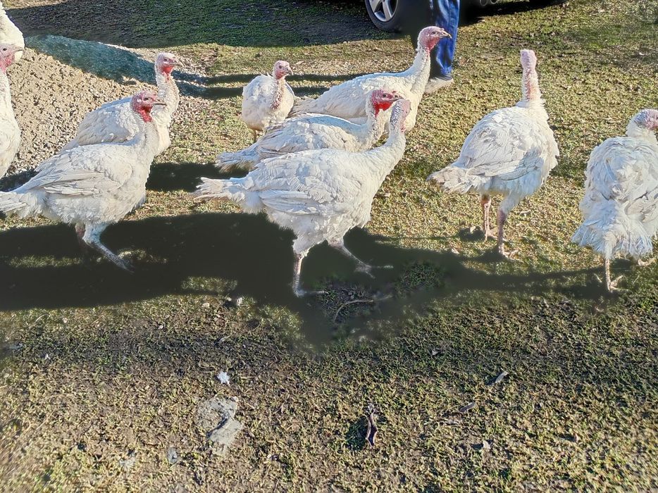 Vând Curci Albe 8-10 kilograme