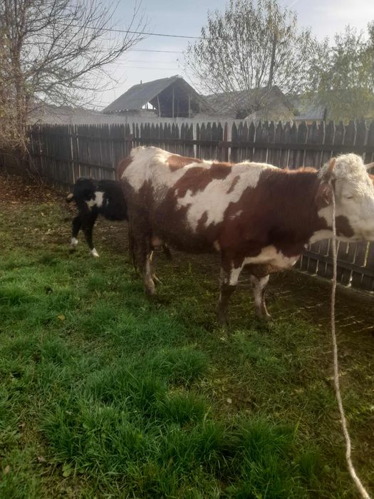 Vacă gestantă de vânzare