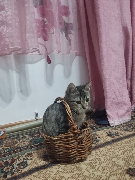 В добрые хорошие руки