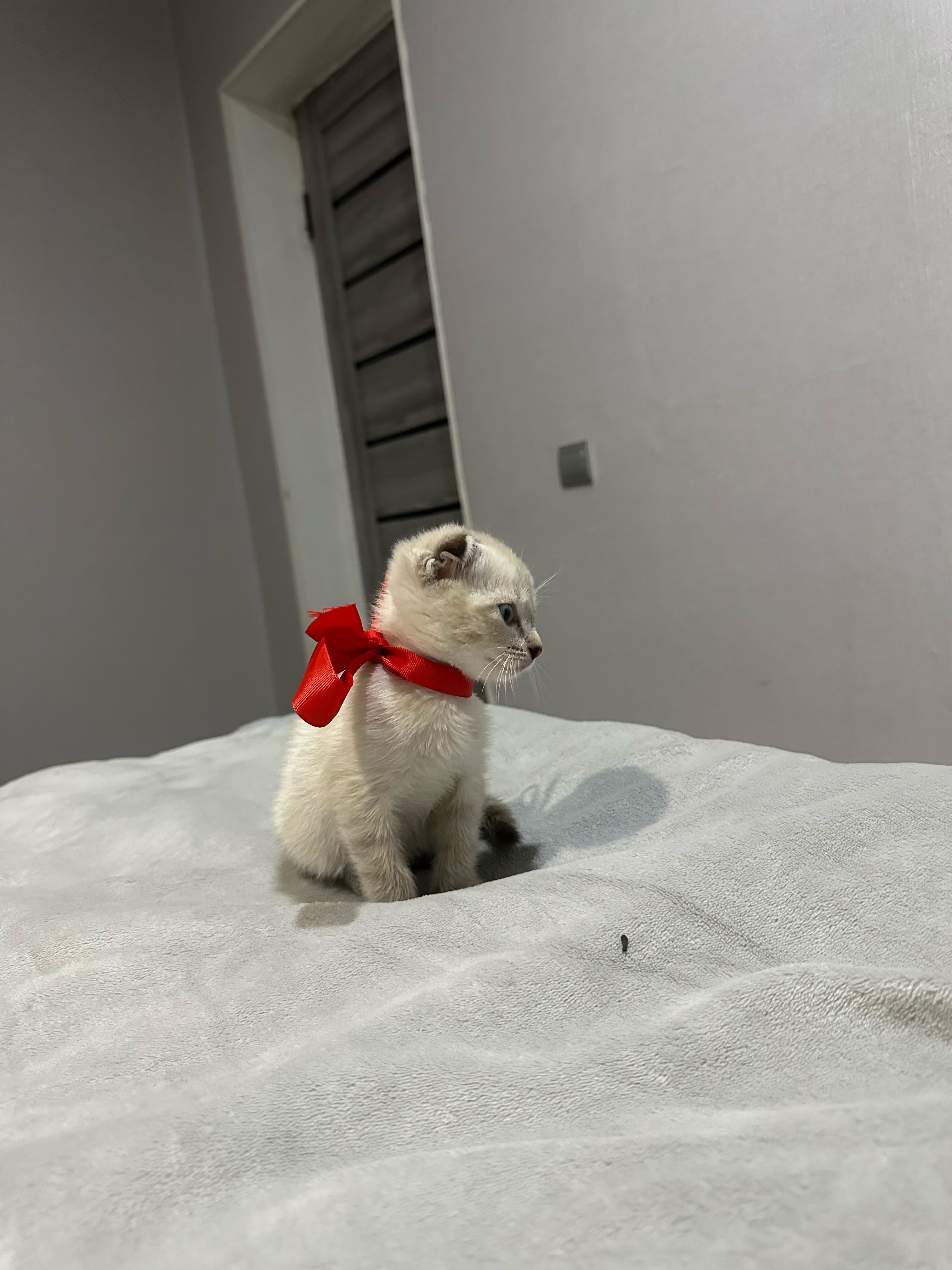 Вислоухий котенок
