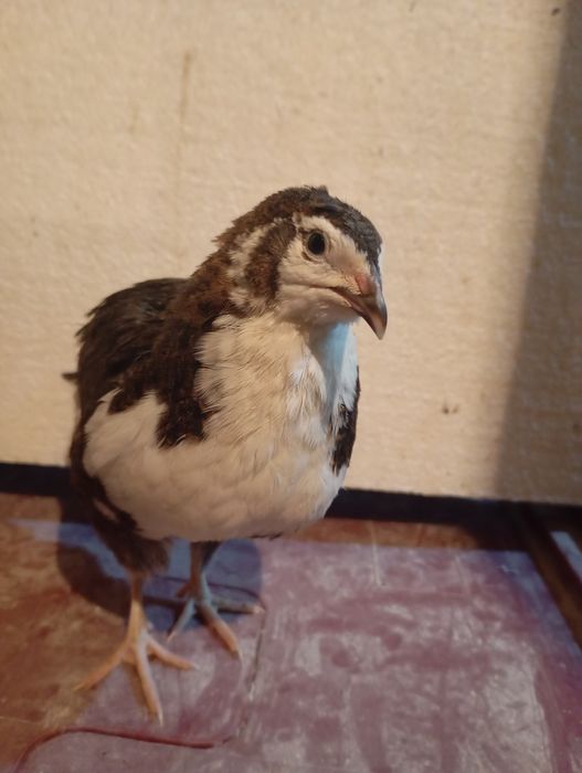 Prepelițe Polare/Jumbo Gold