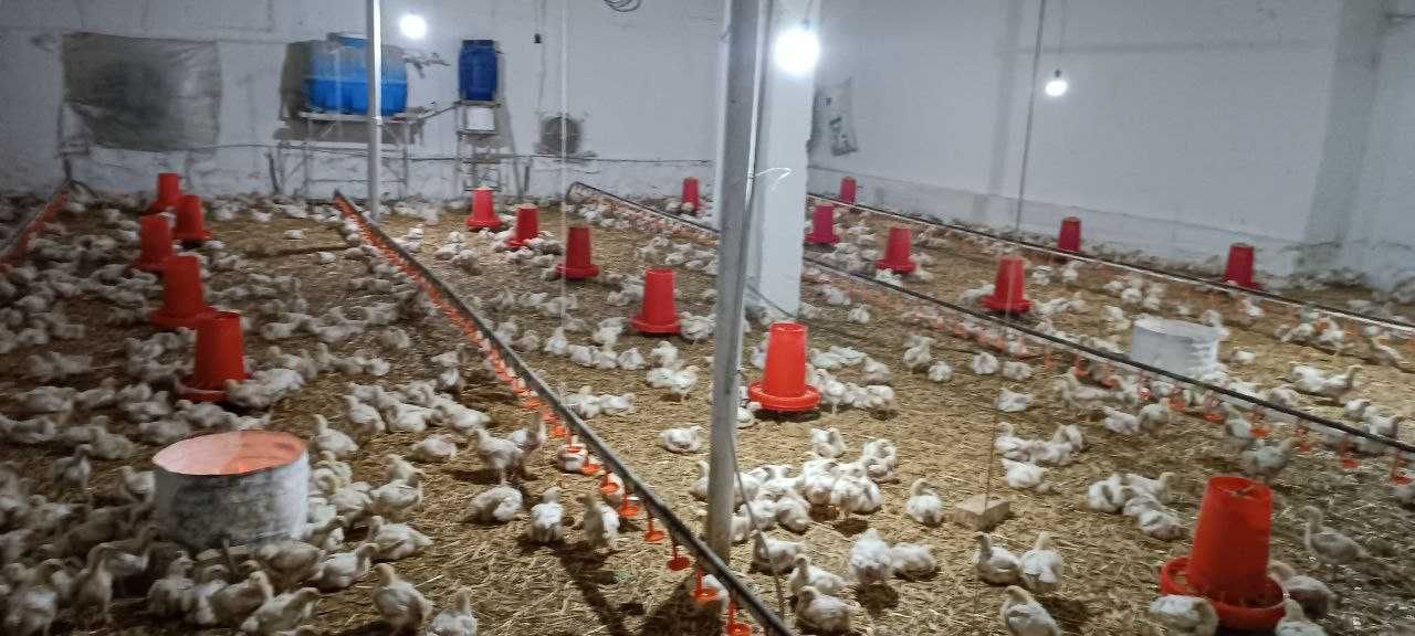 Нотурар ишлаб чикариш корхонаси сотилади