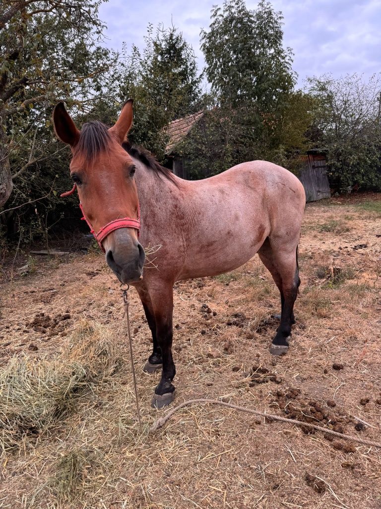 Vând cal blând ofer proba la fața locului