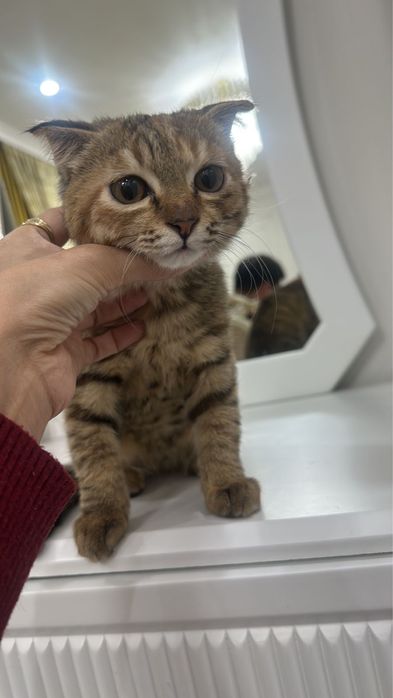 Полу шотланка беріледі